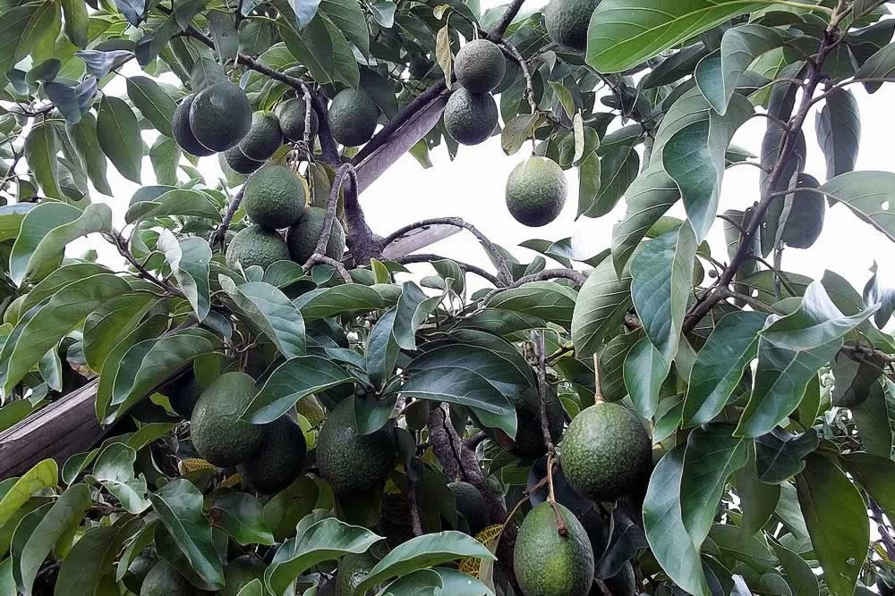 Comment s’occuper efficacement d’un avocatier ?