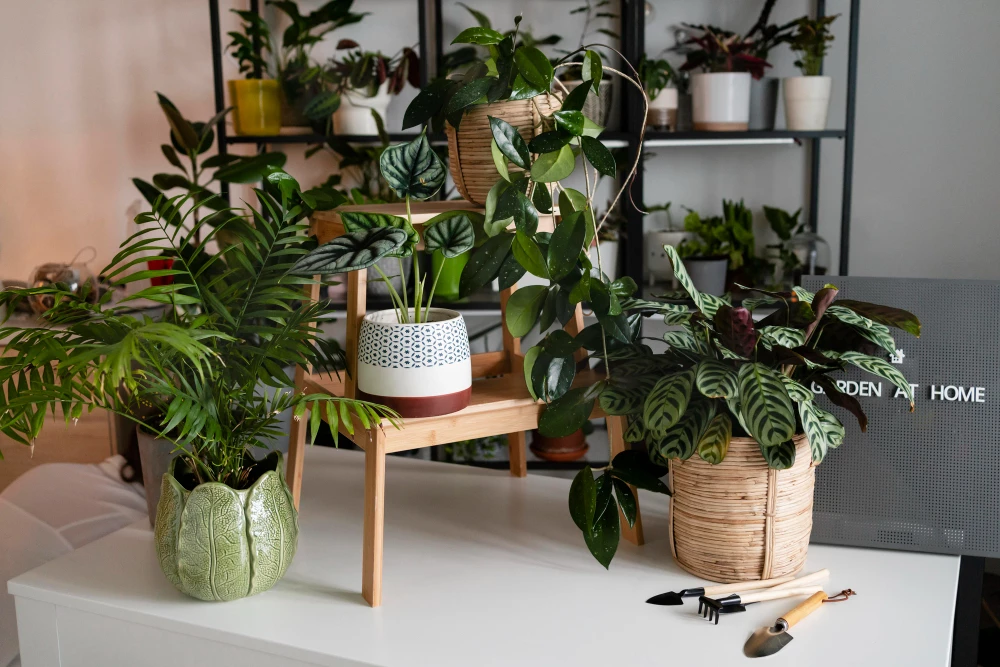 Prendre soin de ses plantes en pot: astuces et conseils