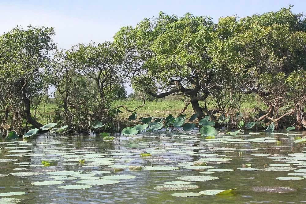 Le Parc national de Kakadu, joyau de l’Australie